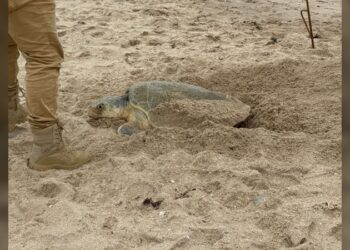 Supera Tamaulipas los 222 mil huevos de tortuga lora protegidos