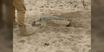 Supera Tamaulipas los 222 mil huevos de tortuga lora protegidos