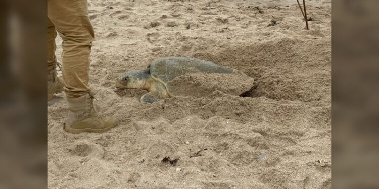Supera Tamaulipas los 222 mil huevos de tortuga lora protegidos