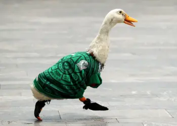 El pato «Merlín» registra su imagen ante el IMPI