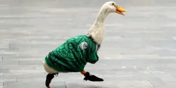 El pato «Merlín» registra su imagen ante el IMPI