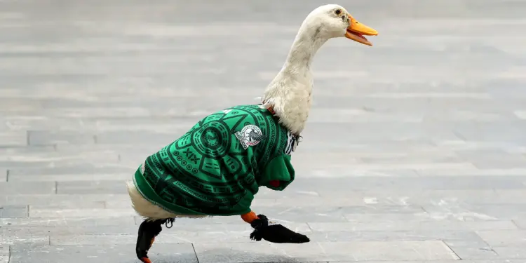 El pato «Merlín» registra su imagen ante el IMPI