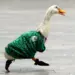 El pato «Merlín» registra su imagen ante el IMPI