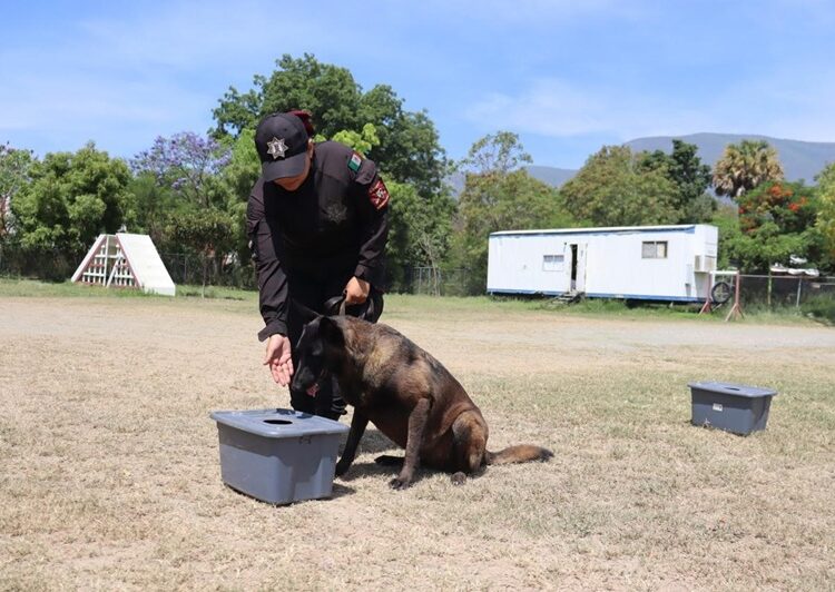 Binomios K-9 de la Guardia Estatal fortalecen la seguridad y la cercanía con la ciudadanía