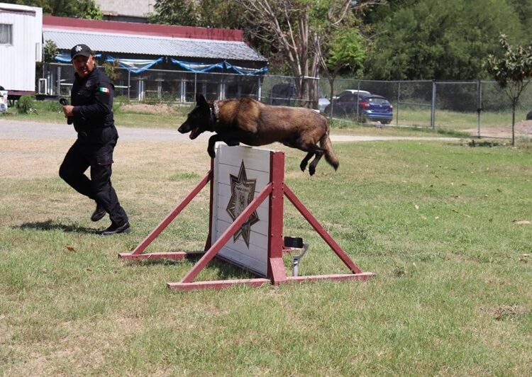 Binomios K-9 de la Guardia Estatal fortalecen la seguridad y la cercanía con la ciudadanía