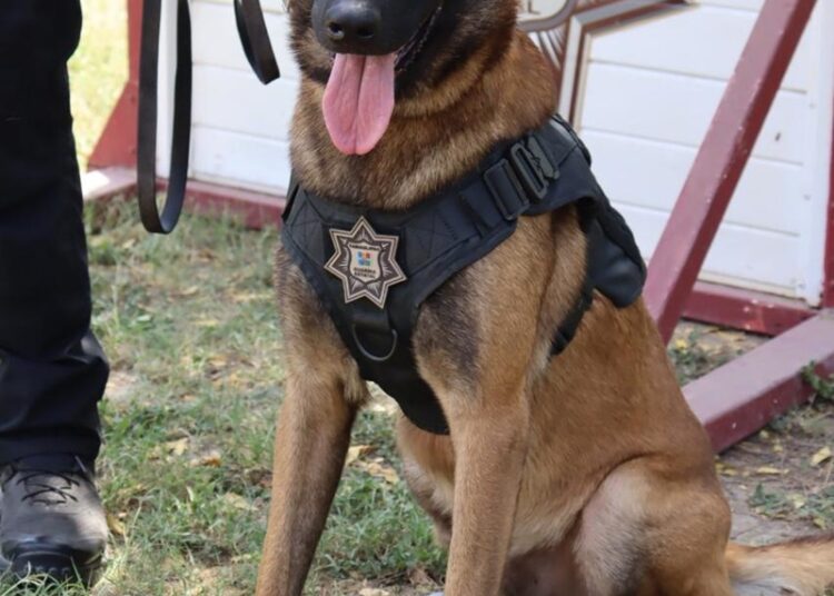 Binomios K-9 de la Guardia Estatal fortalecen la seguridad y la cercanía con la ciudadanía