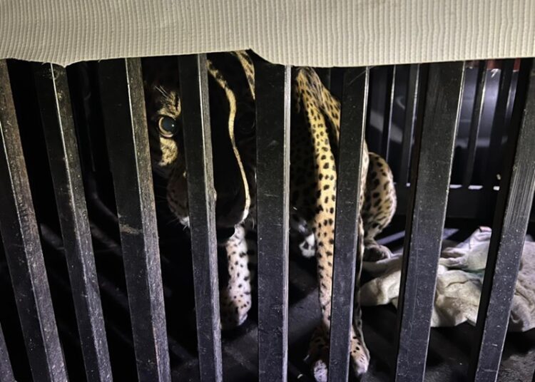 Brindan atención especializada a felino silvestre rescatado en la zona serrana de Tamaulipas