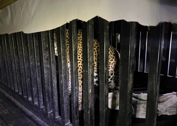 Brindan atención especializada a felino silvestre rescatado en la zona serrana de Tamaulipas