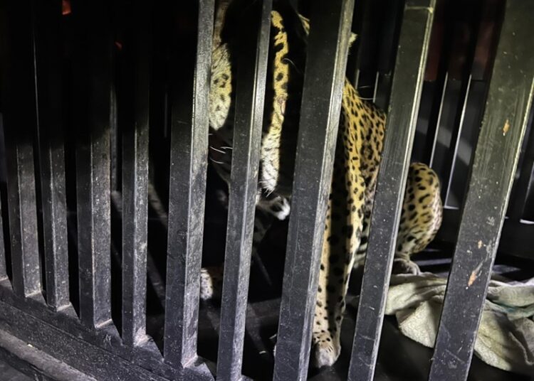 Brindan atención especializada a felino silvestre rescatado en la zona serrana de Tamaulipas