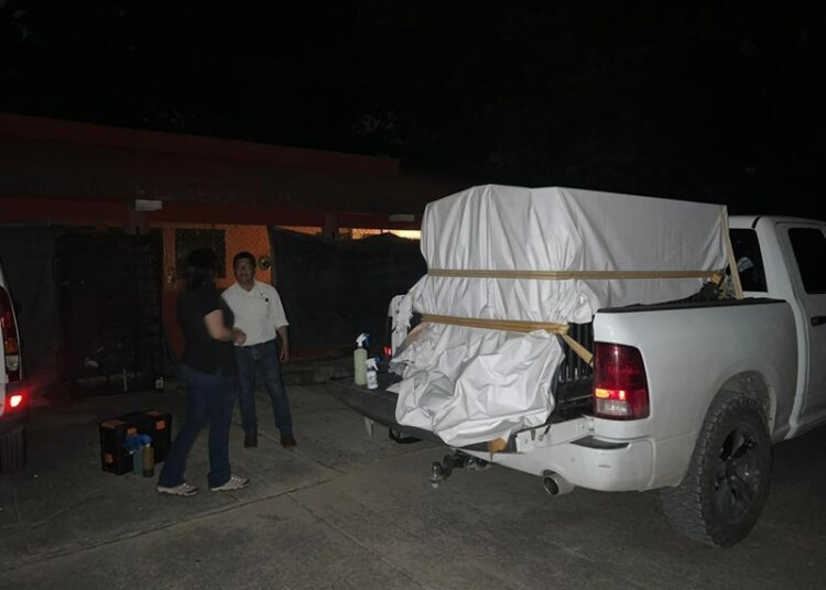 Brindan atención especializada a felino silvestre rescatado en la zona serrana de Tamaulipas