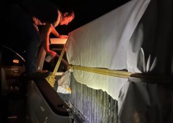 Brindan atención especializada a felino silvestre rescatado en la zona serrana de Tamaulipas
