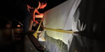 Brindan atención especializada a felino silvestre rescatado en la zona serrana de Tamaulipas