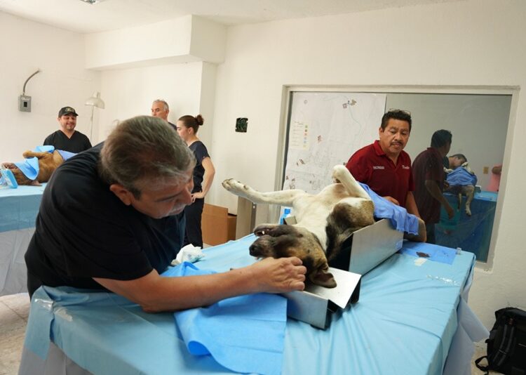 Impulsa Gobierno de NLD acciones para el bienestar animal