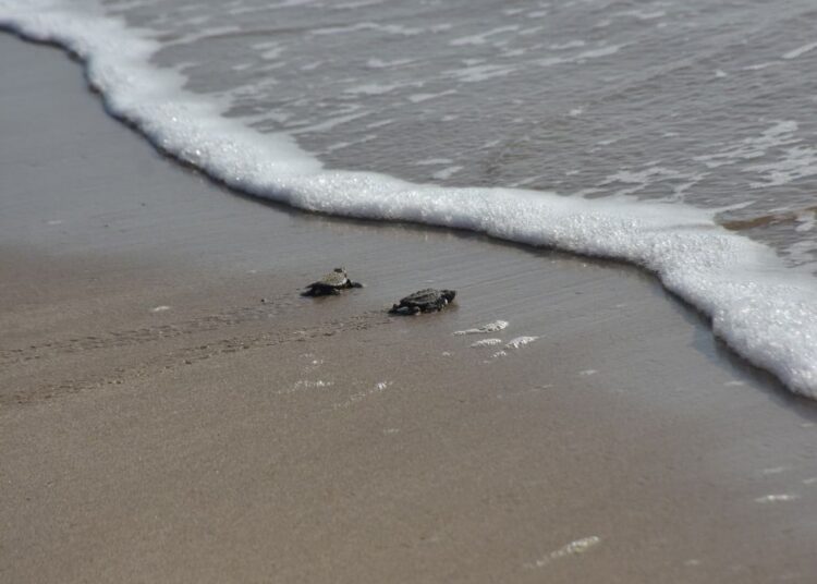 Liberan crías de tortuga lora niñas y niños de Güémez