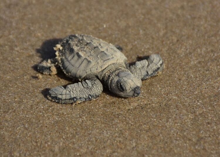 Liberan crías de tortuga lora niñas y niños de Güémez