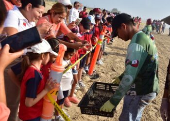 Liberan crías de tortuga lora niñas y niños de Güémez