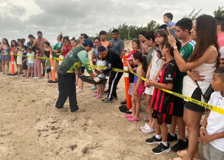 Viven familias la 1.ª liberación pública de tortuga lora en La Pesca