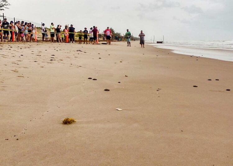 Viven familias la 1.ª liberación pública de tortuga lora en La Pesca