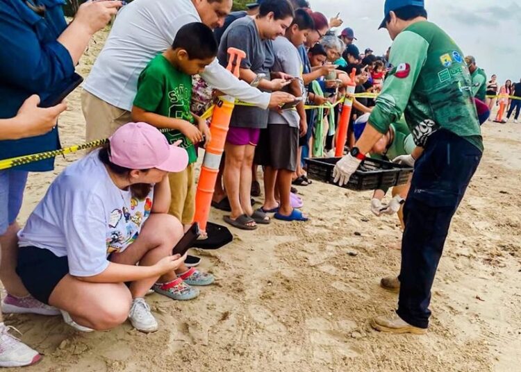 Viven familias la 1.ª liberación pública de tortuga lora en La Pesca