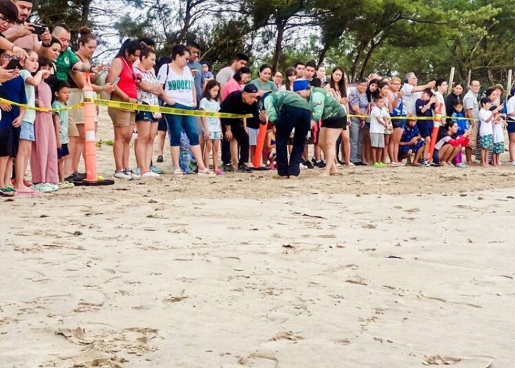 Viven familias la 1.ª liberación pública de tortuga lora en La Pesca